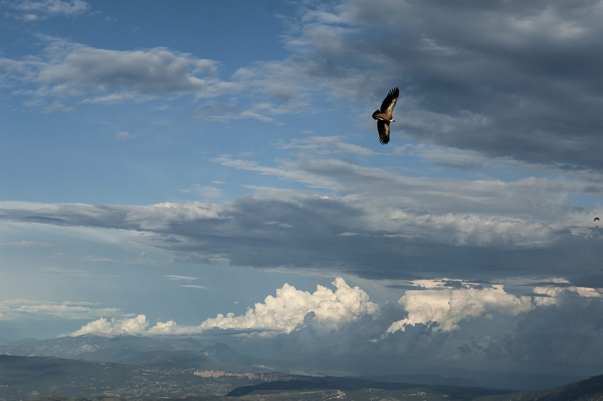 Vautour à AGER en vol du soir