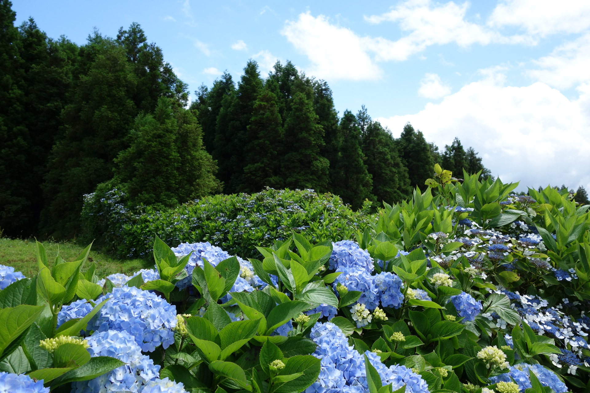 Açores Hortensias Açores Hortensias